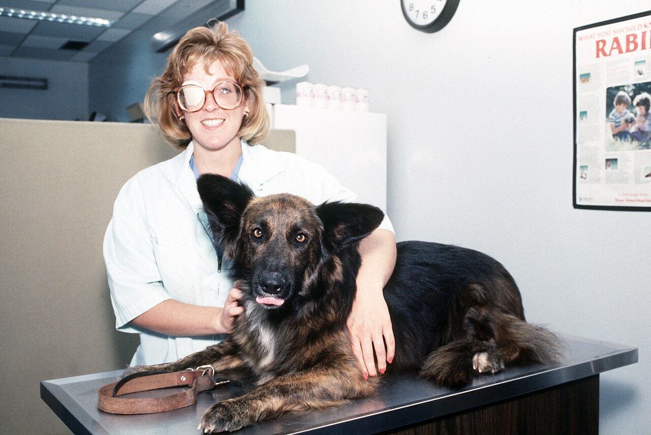 Dog Dental Care Guide: Preventing Periodontal Disease, Brushing Technique, and Professional Cleanings