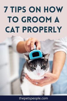 Grooming Your Cat at Home: Essential Techniques