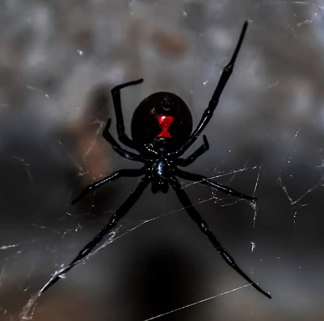 Black Widow Spider: The Venom That Makes It Famous