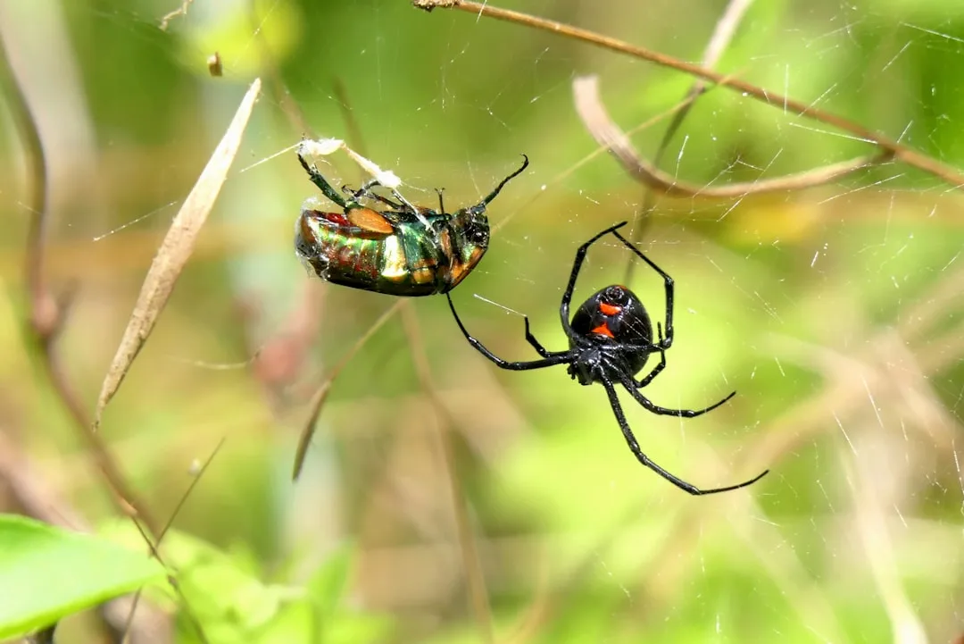 Black Widow Spider: The Venom That Makes It Famous