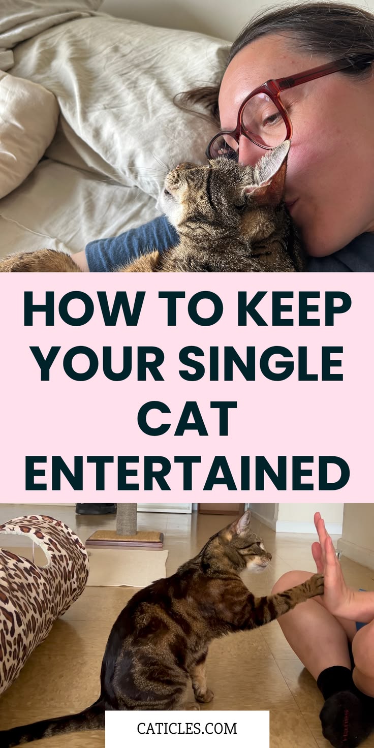 Keeping Your Cat Indoors: Safety and Enrichment Tips