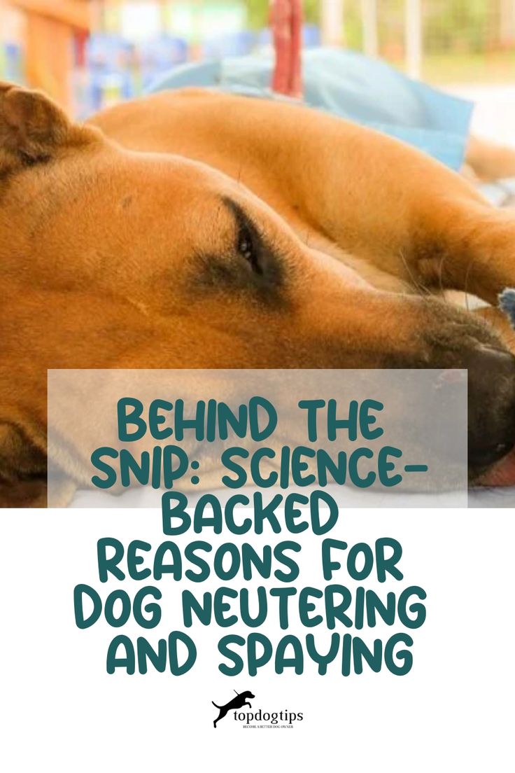 Spaying or Neutering Your Pet: What to Expect