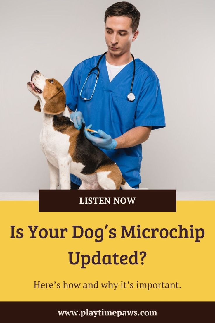 Microchipping Pets: Benefits and How It Works