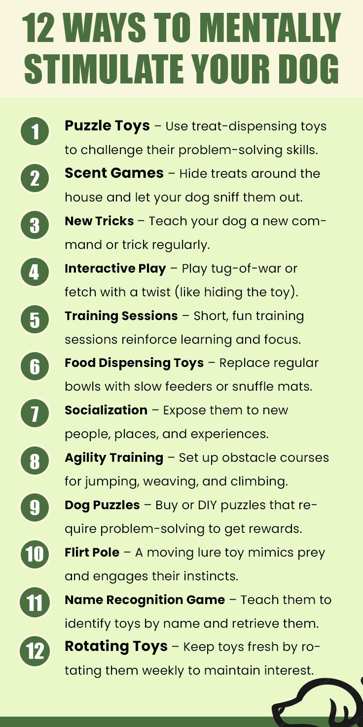 Pet Exercise and Enrichment: Keeping Pets Active