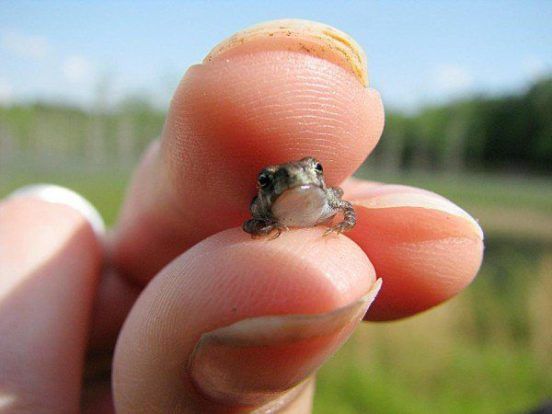 Paedophryne amauensis: The World's Smallest Frog Explained