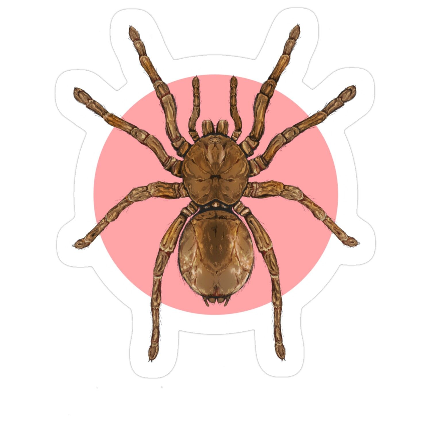 Goliath Birdeater: The World's Largest Spider by Weight