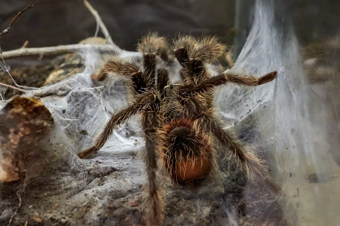 Goliath Birdeater: The World's Largest Spider by Weight