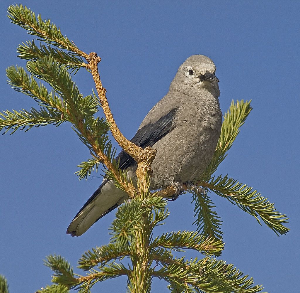 Clark's Nutcracker: Ecology and Memory Insights