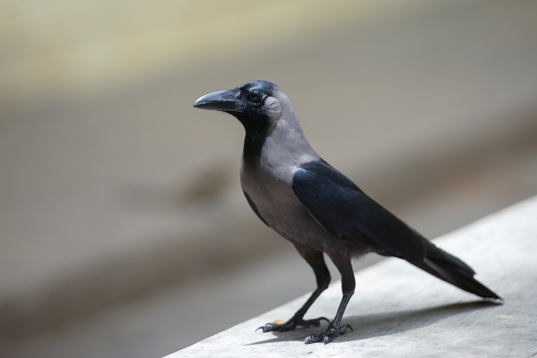 Clark's Nutcracker: Ecology and Memory Insights