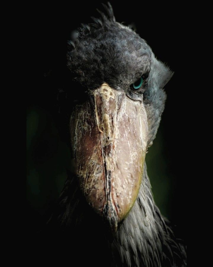 Shoebill (Balaeniceps rex)