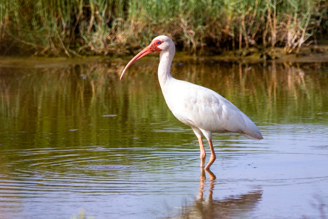 Shoebill (Balaeniceps rex)