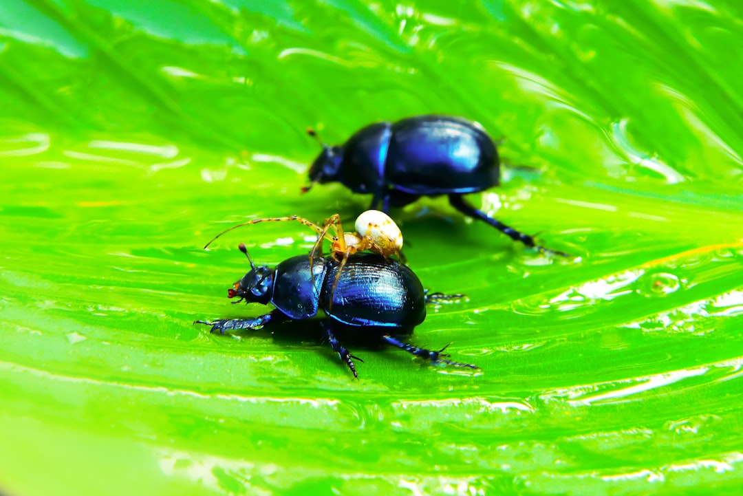 Bombardier Beetle (Brachinus crepitans)