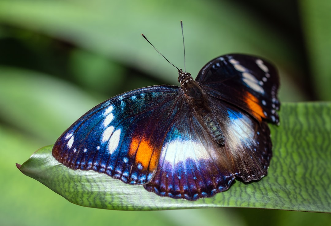 Glasswing Butterfly: Nature’s Transparent Marvel
