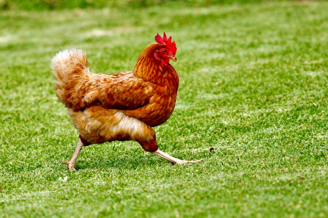 How to Hypnotize a Chicken: Tonic Immobility Explained
