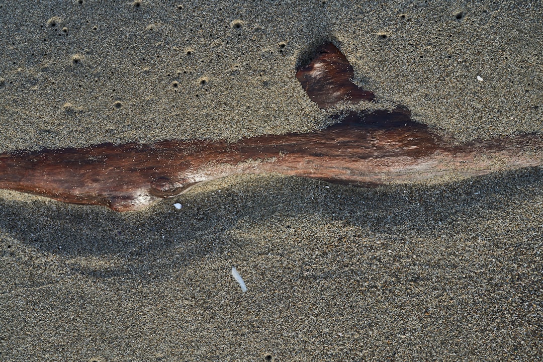 Hammerhead Flatworm: The World's Largest Land Flatworm