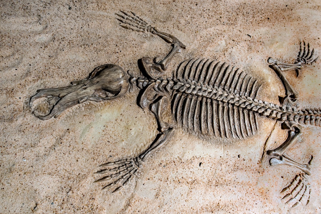 Chilesaurus diegosuarezi: The Platypus of Dinosaurs