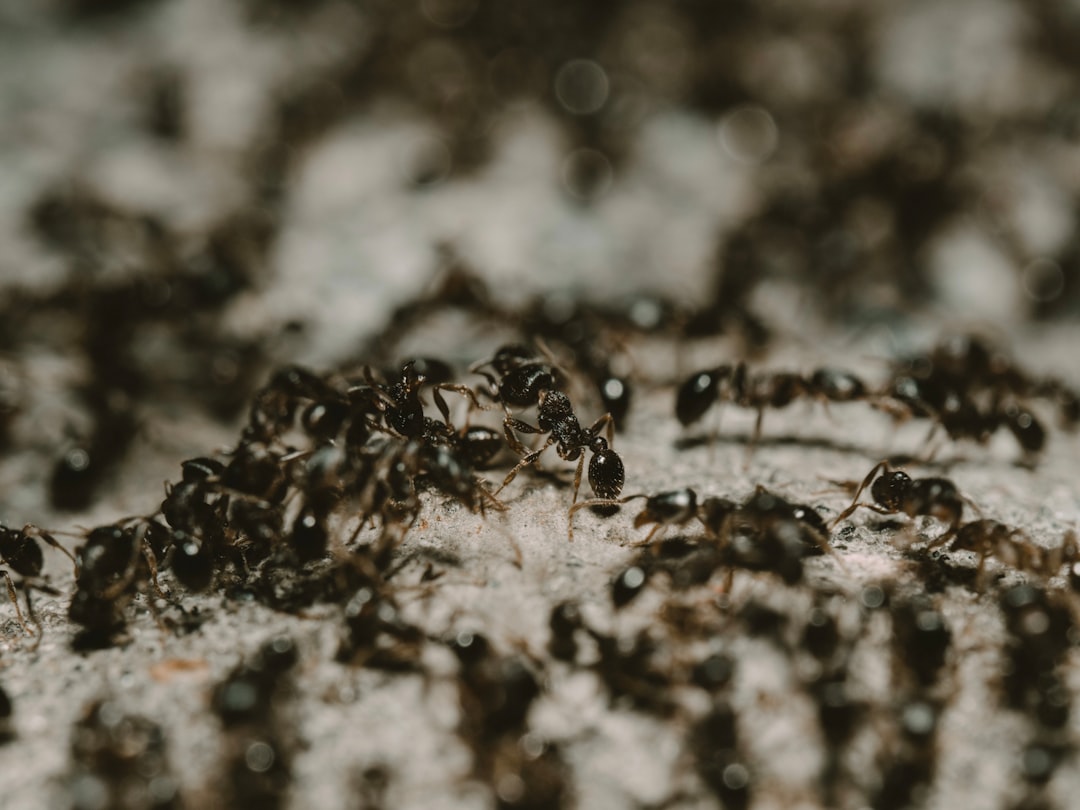 Ant Colonies: The Complex Societies That Built the Insect World