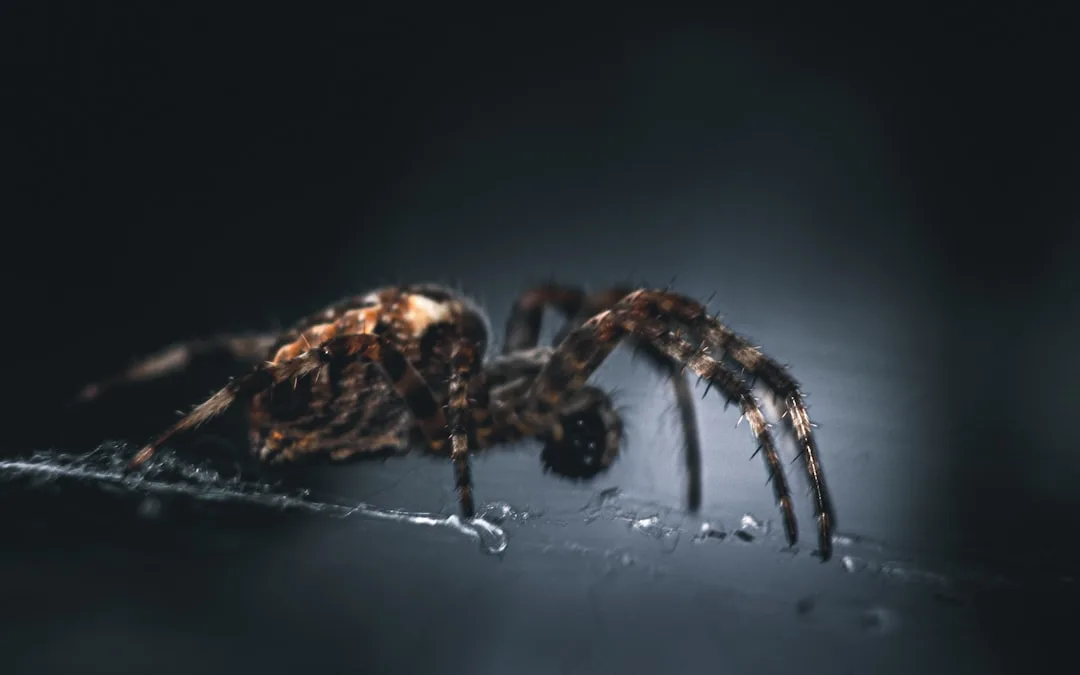 Most Dangerous Spiders in the World: The Ones That Can Ac...