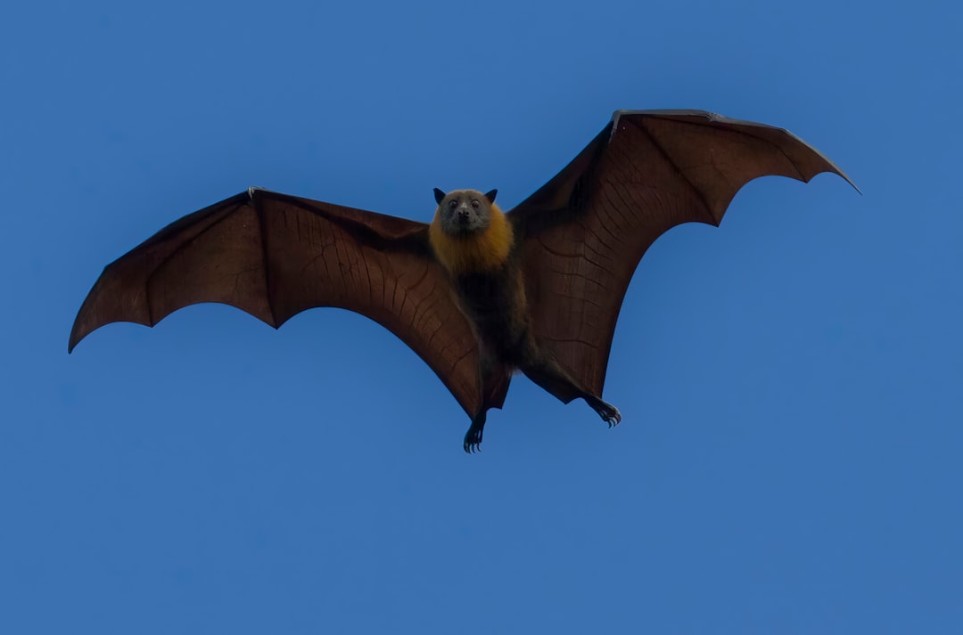 Kitti's Hog-Nosed Bat: The World's Smallest Mammal
