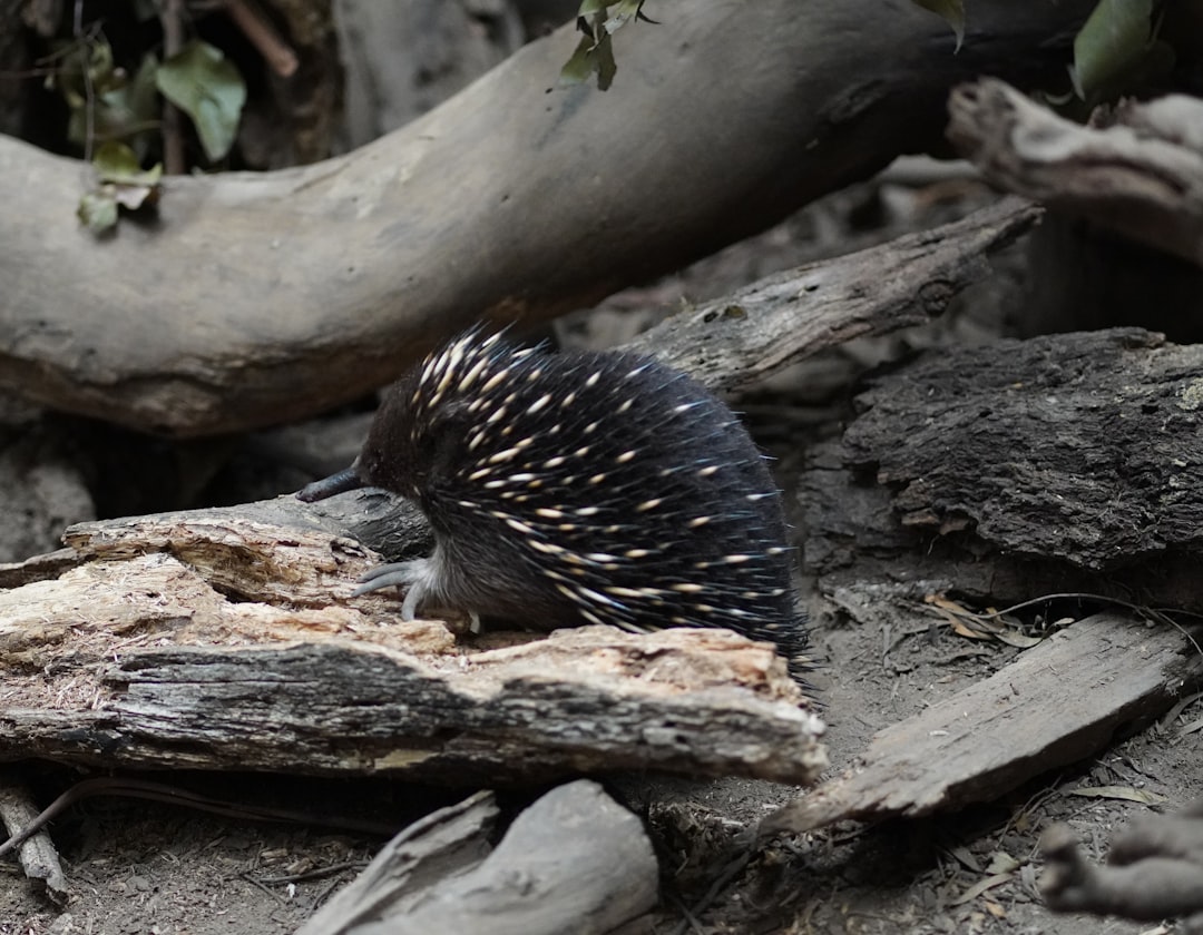 Echidna: The Spiny Egg-Laying Mammal Explained