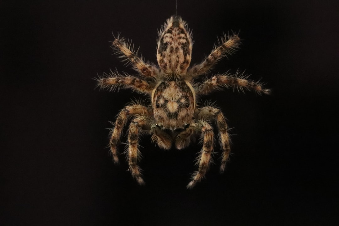Star Spider (Gasteracantha): The Spiny Orb-Weaver Explained