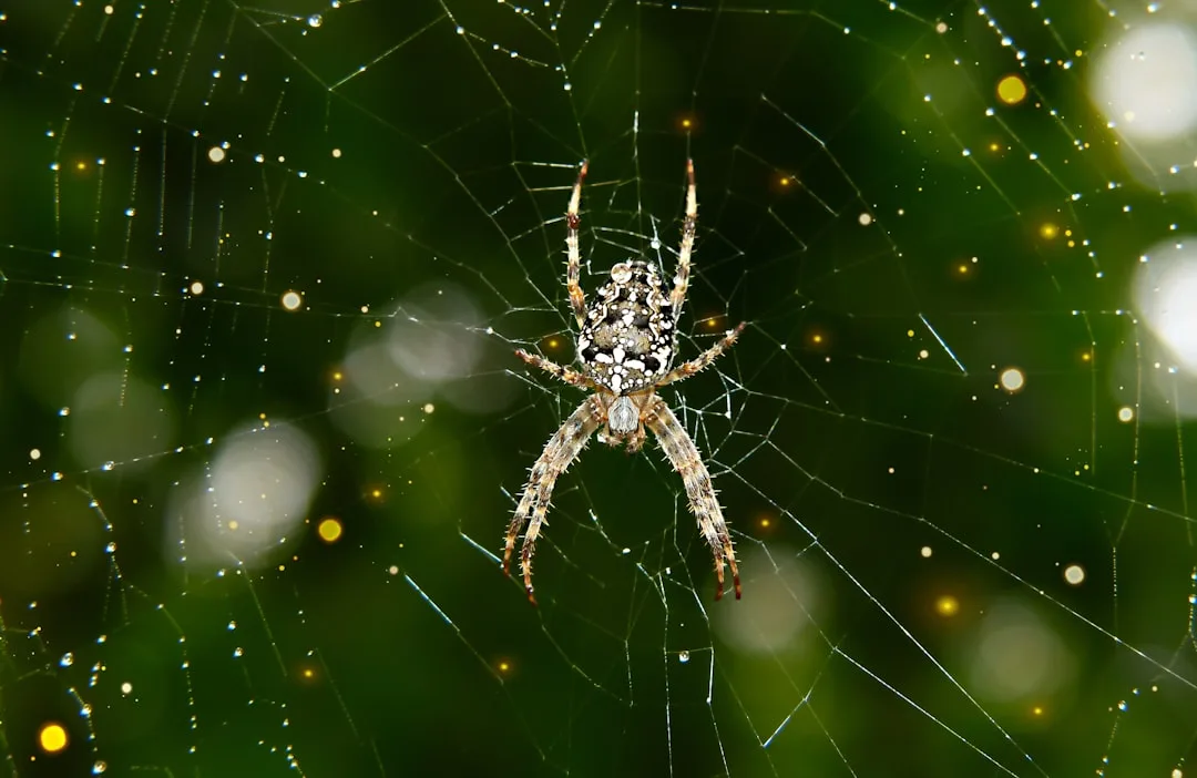 Spiders: The Master Weavers of the Animal Kingdom