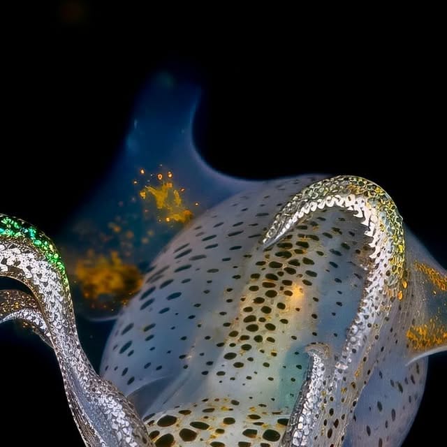 Promachoteuthis sulcus: The Deep-Sea Squid With Human-Like Teeth