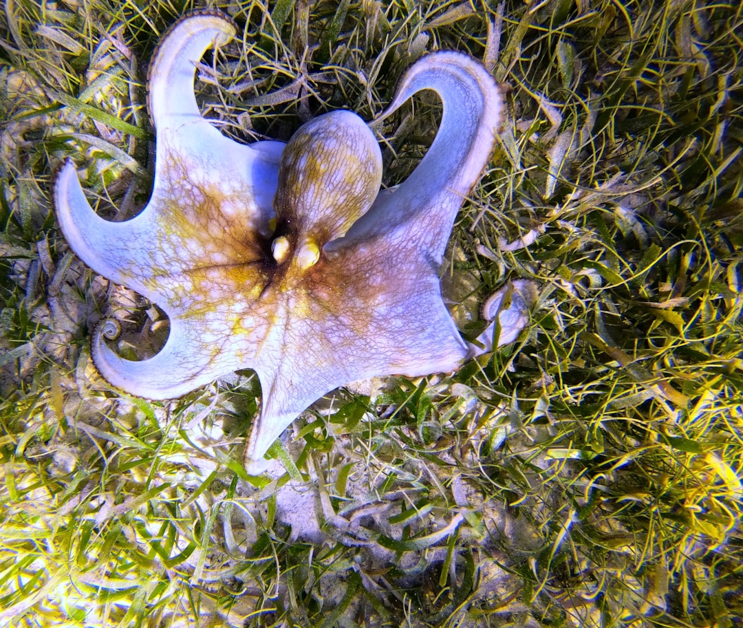 Promachoteuthis sulcus: The Deep-Sea Squid With Human-Like Teeth