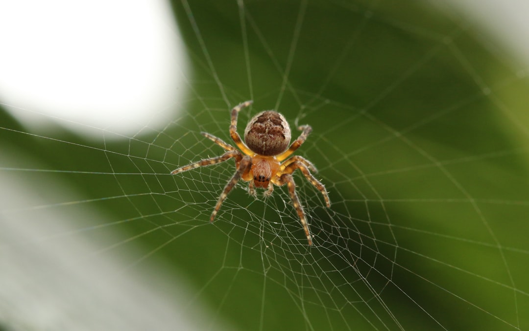 Moroccan Flic-Flac Spider: The Cartwheeling Desert Arachnid