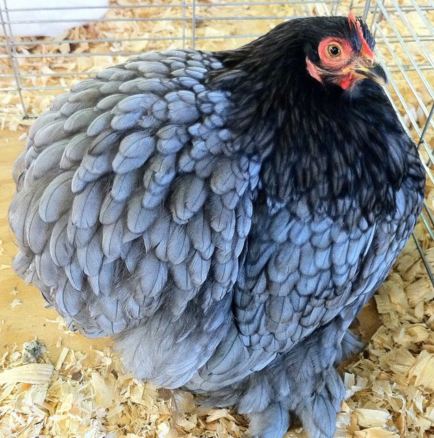 Strange and Bizarre Chicken Breeds: A Comprehensive Guide