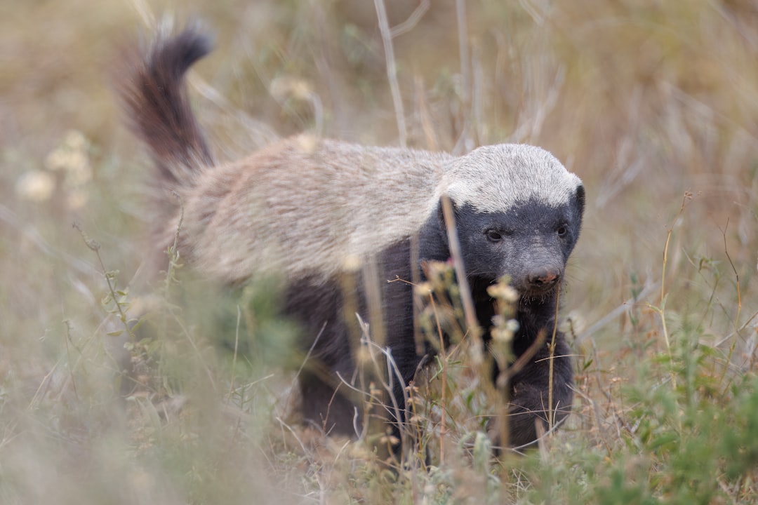 Honey Badger: The Fearless Escape Artist