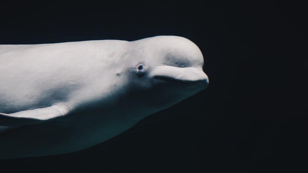 Hooded Seal: The Arctic Seal With an Inflatable Nose Balloon
