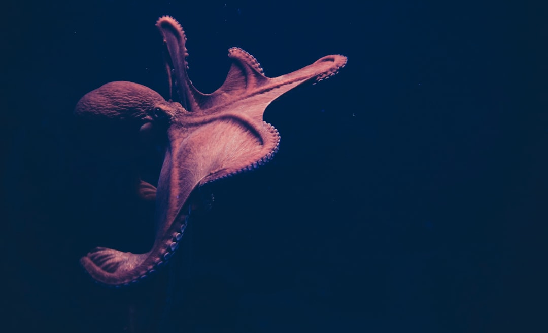 Bigfin Squid: The Deep-Sea Squid With Elbows