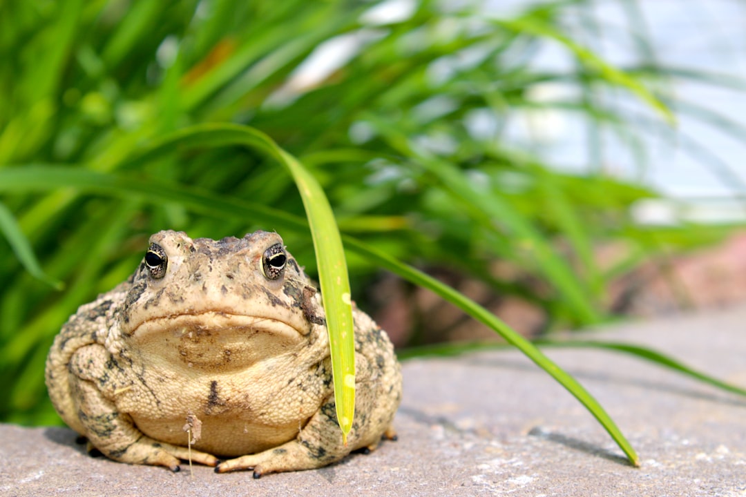 Turtle Frog: The Burrowing Frog That Looks Like a Turtle
