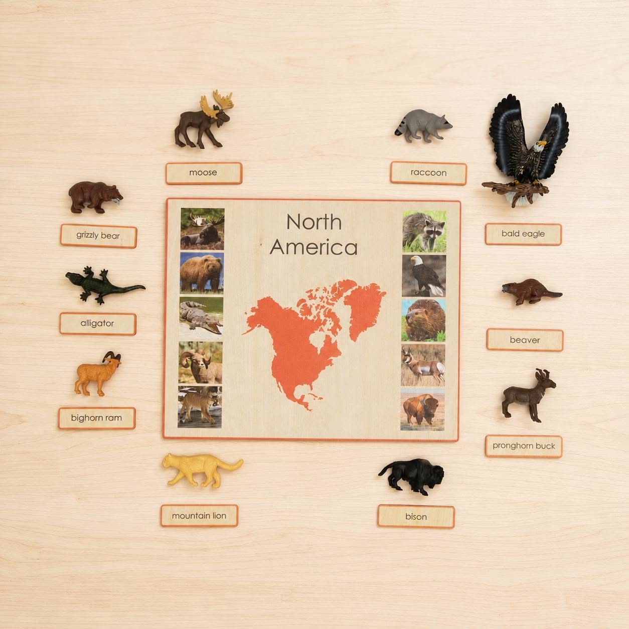 Animal Classification: Kingdom, Phylum, Class, Order Explained