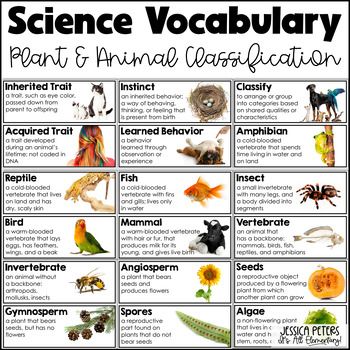 Animal Classification: Kingdom, Phylum, Class, Order Explained