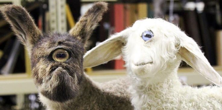 Cyclopia in Animals: The One-Eyed Kitten Explained