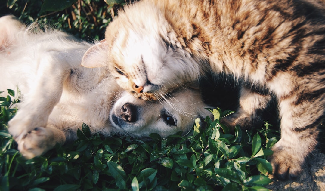 Janus Cats: The Truth About Two-Faced Kittens