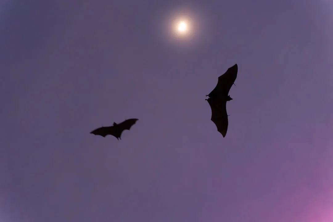 How Bats Use Echolocation to Hunt in Total Darkness