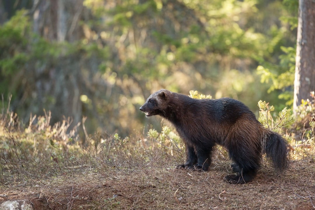 Wolverine: The Ferocious Predator of the Wild