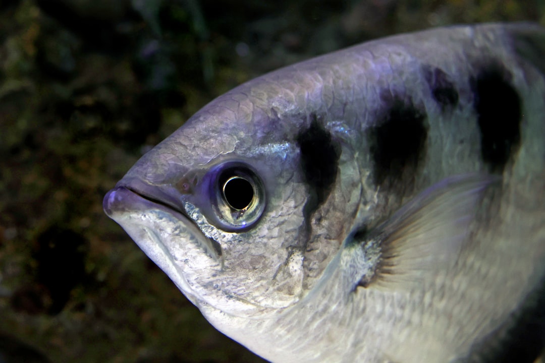 Archerfish (Toxotes jaculatrix)