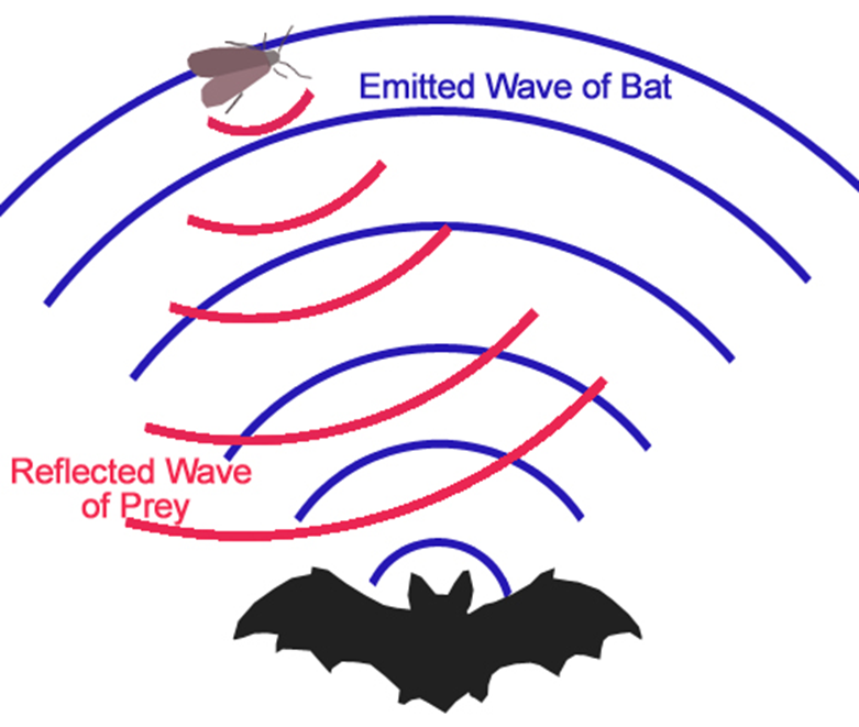 Understanding Bat Echolocation: How It Works