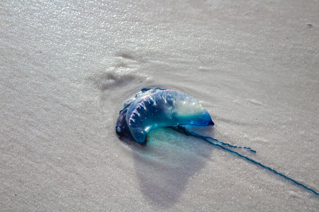 Portuguese Man o' War (Physalia physalis)
