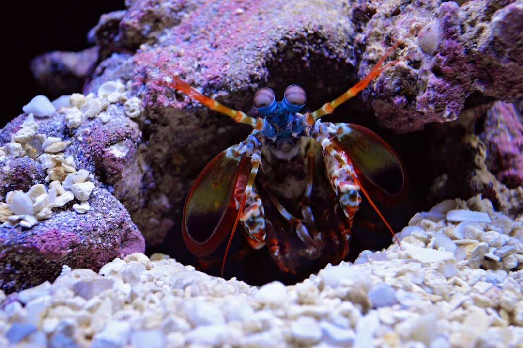 Mantis Shrimp vs Pistol Shrimp: Two Tiny Ocean Powerhouses