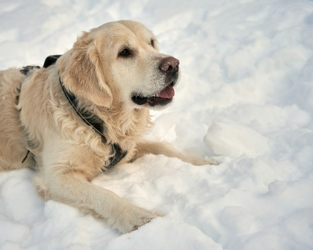Norwegian Lundehund: The Six-Toed Dog Built to Climb Cliffs