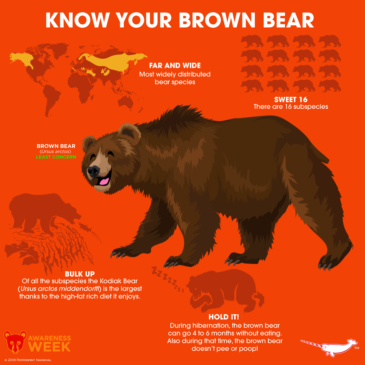 Exploring Brown Bear Sizes: Weight and Record Holders