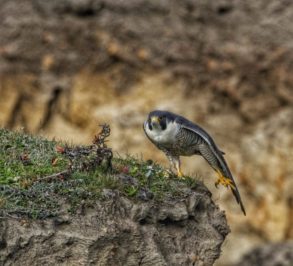 Peregrine Falcon: Avian Speed Champion