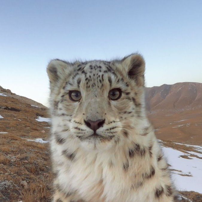 Snow Leopard: The Mountain's Rare Ghost