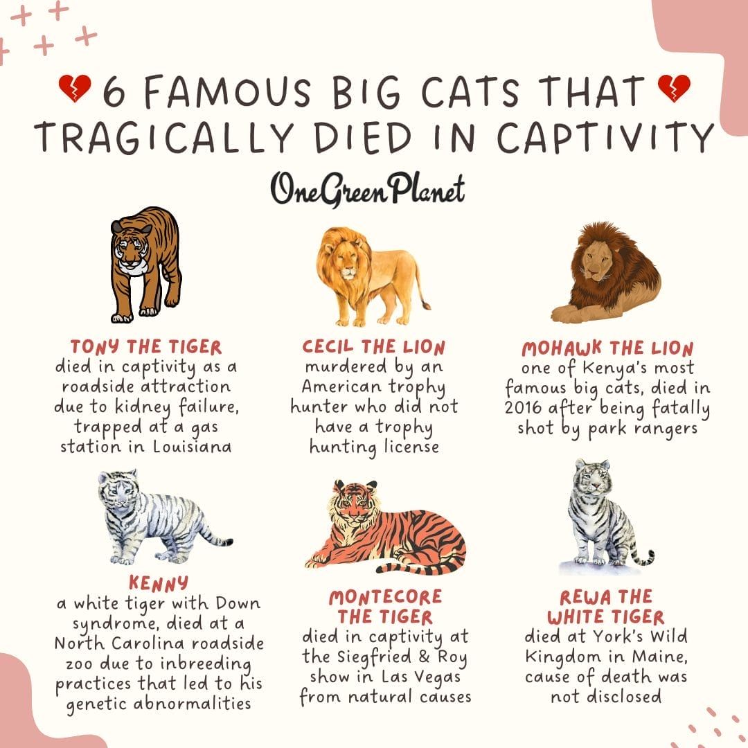 The Lives of Big Cats: Lions, Tigers, and Leopards