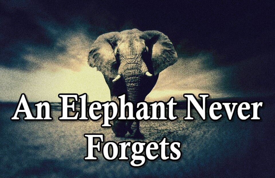 Do Elephants Really Never Forget? Exploring Memory Science
